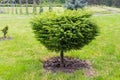 Small coniferous tree with spherical tree crown grown in park