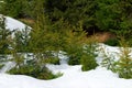 Small coniferous trees - firs, spruces on white snow. Winter landscape.