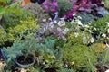 Small conifers. Bazaar garden flowers, market.