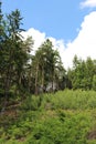 Small conifers in forest