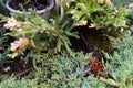 Small conifers, garden flowers, market.