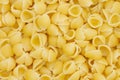 Small cooked shell pasta background