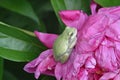 Copes Gray Treefrog resting on flower