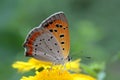 Small Copper Butterfly