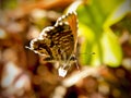 Small Copper Butterfly