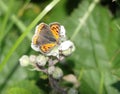 Small Copper Butterfly On Bramble Flower