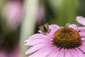 Small copper butterfly on an Echinacea flower Royalty Free Stock Photo