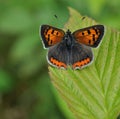 Small Copper butterfly on green leaf