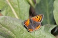 Small copper butterfly Royalty Free Stock Photo