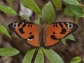 A Small Copper Butterfly On A Leaf. Generative AI Royalty Free Stock Photo