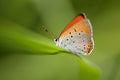 Small copper butterfly on leaf Royalty Free Stock Photo