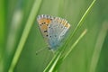 Small copper butterfly on leaf Royalty Free Stock Photo