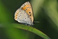 Small copper butterfly on leaf Royalty Free Stock Photo