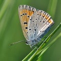 Small copper butterfly on leaf Royalty Free Stock Photo