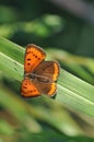 Small copper butterfly on leaf Royalty Free Stock Photo