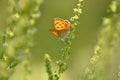 Small copper butterfly on leaf Royalty Free Stock Photo