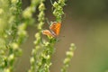 Small copper butterfly on leaf Royalty Free Stock Photo