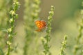 Small copper butterfly on leaf Royalty Free Stock Photo