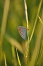 Small copper butterfly on leaf Royalty Free Stock Photo