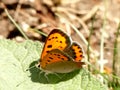 Small copper butterfly on a leaf Royalty Free Stock Photo