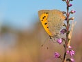 Small Copper butterfly, Lycaena phlaeas