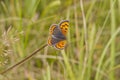 Small Copper butterfly (Lycaena phlaeas)