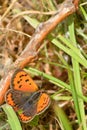 A small copper butterfly