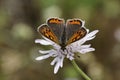 Small Copper is a european butterfly, different names are American Copper and Common Copper
