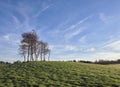 A small Copse of Trees on a fairway at the Letham Grange Golf Club in Angus. Royalty Free Stock Photo