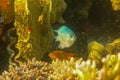 Small coral fish Amblyglyphidodon indicus among corals in the Red Sea, Egypt. Maldives damselfish along with other coral fish. Royalty Free Stock Photo