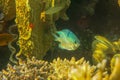 Small coral fish Amblyglyphidodon indicus among corals in the Red Sea, Egypt. Maldives damselfish along with other coral fish. Royalty Free Stock Photo