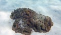 Small coral formation on a sandy ocean bottom Royalty Free Stock Photo