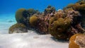 Small coral formation on a sandy ocean bottom