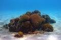 Small coral formation on a sandy ocean bottom