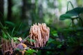 Small coral mushrooms macro microcosm ramariopsis Royalty Free Stock Photo