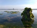 small coral and seaside plants