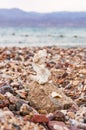 Small coral surrounded by many small pebbles on the Red Sea beach in Eilat