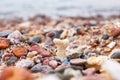 Small coral surrounded by many small pebbles on the Red Sea beach in Eilat