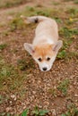 A small Corgi puppy crawls on the ground towards me - the owner and friend, looking into my eyes and wagging its tail