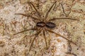Small Corinnoid Spider Royalty Free Stock Photo