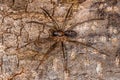 Small Corinnoid Spider Royalty Free Stock Photo