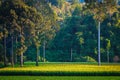 Small corn farm in remote rural areas