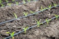 Small corn field with drip irrigation Royalty Free Stock Photo