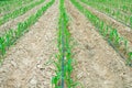 A small corn plant with a drip stream Planted with a drip irrigation system.Concept is a plant that is rich in food nutrition.It Royalty Free Stock Photo