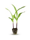 Small corn plant isolated on a white background with clipping paths for garden design Royalty Free Stock Photo