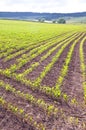 Small corn plants