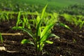 The small corn rows Royalty Free Stock Photo