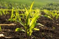 The small corn rows. Royalty Free Stock Photo