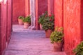 Small corridor with pink walls and pots with flowers beside them