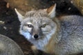 Small Corsac Fox Vulpes corsac